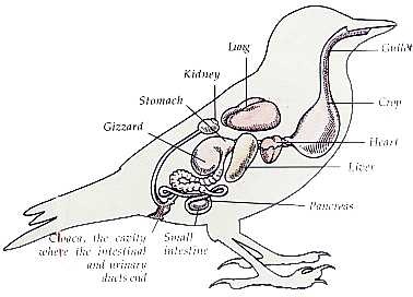 digestive system - Carolina Wren